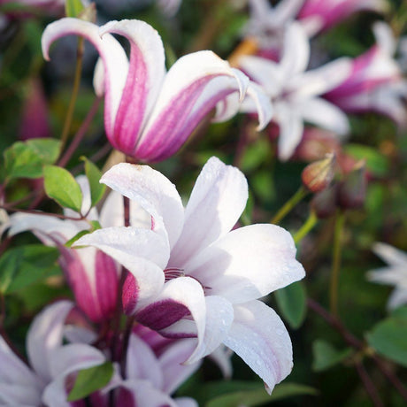Clematis (Clematita) Princess Kate, cu flori albe/margine violet, cataratoare