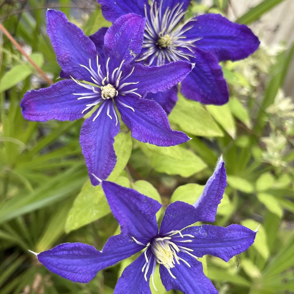 Clematis (Clematita) Rhapsody, cu flori albastre-violet, cataratoare