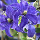 Clematis (Clematita) Rhapsody, cu flori albastre-violet, cataratoare