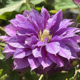 Clematis (Clematita) Rollercoaster, cu Flori mov, Cataratoare