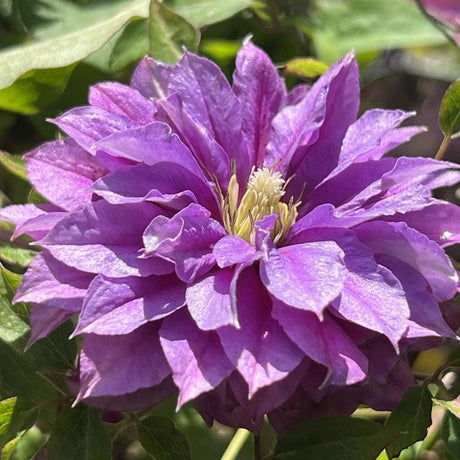 Clematis (Clematita) Rollercoaster, cu Flori mov, Cataratoare