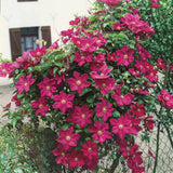 Clematis (Clematita) Rouge Cardinal, cu Flori Purpurii, Cataratoare
