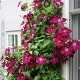 Clematis (Clematita) Rouge Cardinal, cu Flori Purpurii, Cataratoare