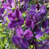Clematis (Clematita) Star of India, cu flori violet, cataratoare