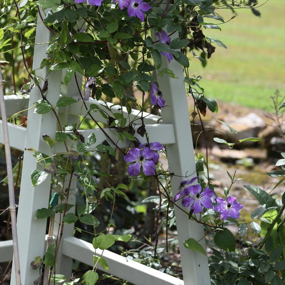 Clematis (Clematita) Super Nova, cu Flori mov cu alb, Cataratoare