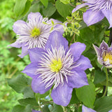 Clematis Crystal Fountain Regal, cu flori albastre-mov, cataratoare