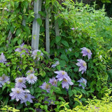 Clematis Crystal Fountain Regal, cu flori albastre-mov, cataratoare