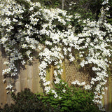 Clematis de Munte Grandiflora