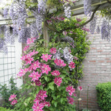 Clematis (Clematita) Dr. Ruppel, cu flori mari roz-alb, cataratoare
