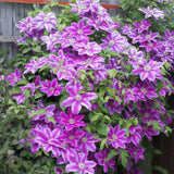 Clematis (Clematita) Dr. Ruppel, cu flori mari roz-alb, cataratoare