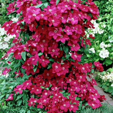 Clematis Ernest Markham, cu flori rosii, cataratoare