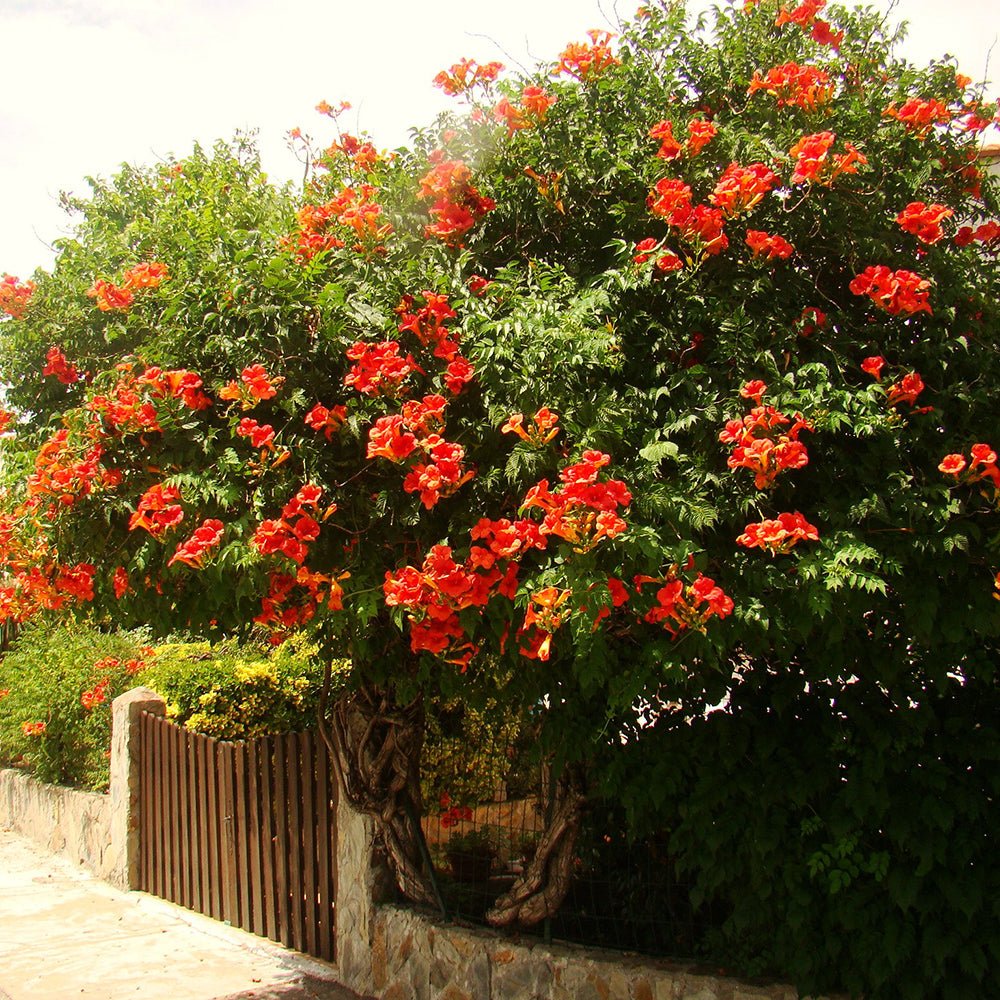 Trompeta Cataratoare, Luleaua turcului Flamenco, cu flori rosii-aprins