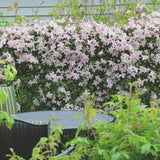 Clematis (Clematita) Fragrant Spring, cu flori roz-deschis parfumate, cataratoare