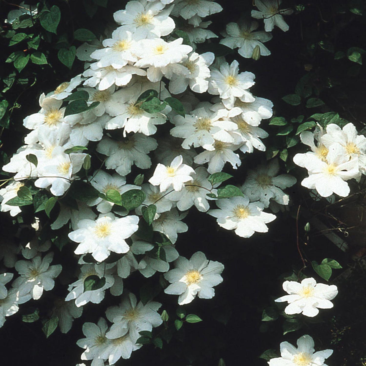 Clematis Hibrid Le Coultre