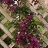 Clematis (Clematita) Niobe, cu flori rosu-burgundiu, cataratoare