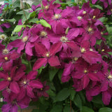 Clematis (Clematita) Niobe, cu flori rosu-burgundiu, cataratoare
