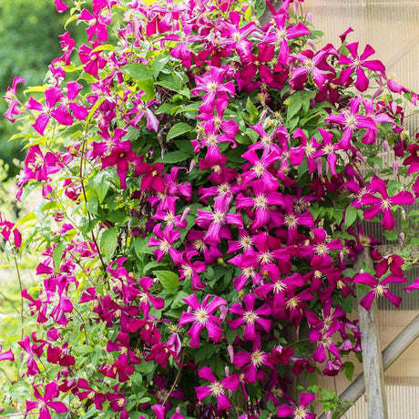 Clematis (Clematita) Niobe, cu flori rosu-burgundiu, cataratoare