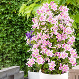 Clematis (Clematita) Piilu, cu flori roz-alb, cataratoare