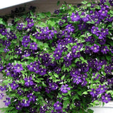Clematis (Clematita) Jackmanii, cu flori mov, cataratoare