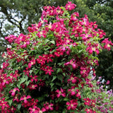 Clematis (Clematita) Madame Julia Correvon, cu flori rosu-vin, cataratoare