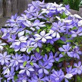 Clematis (Clematita) Mrs Cholmondeley, cu flori albastre-deschise, cataratoare