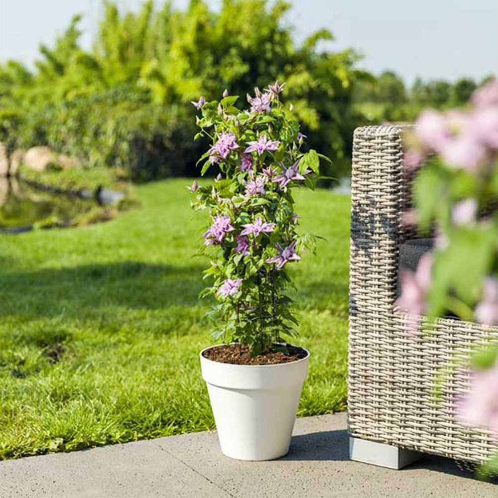 Clematis (Clematita) Multi Pink, cu flori roz, cataratoare