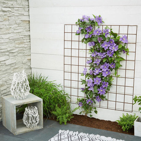 Clematis (Clematita) Olympia, cu flori violet, cataratoare