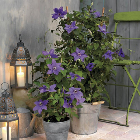Clematis (Clematita) Parisienne Boulevard, cu flori mov, cataratoare
