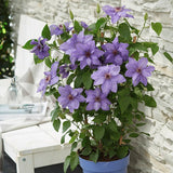 Clematis (Clematita) Parisienne Boulevard, cu flori mov, cataratoare