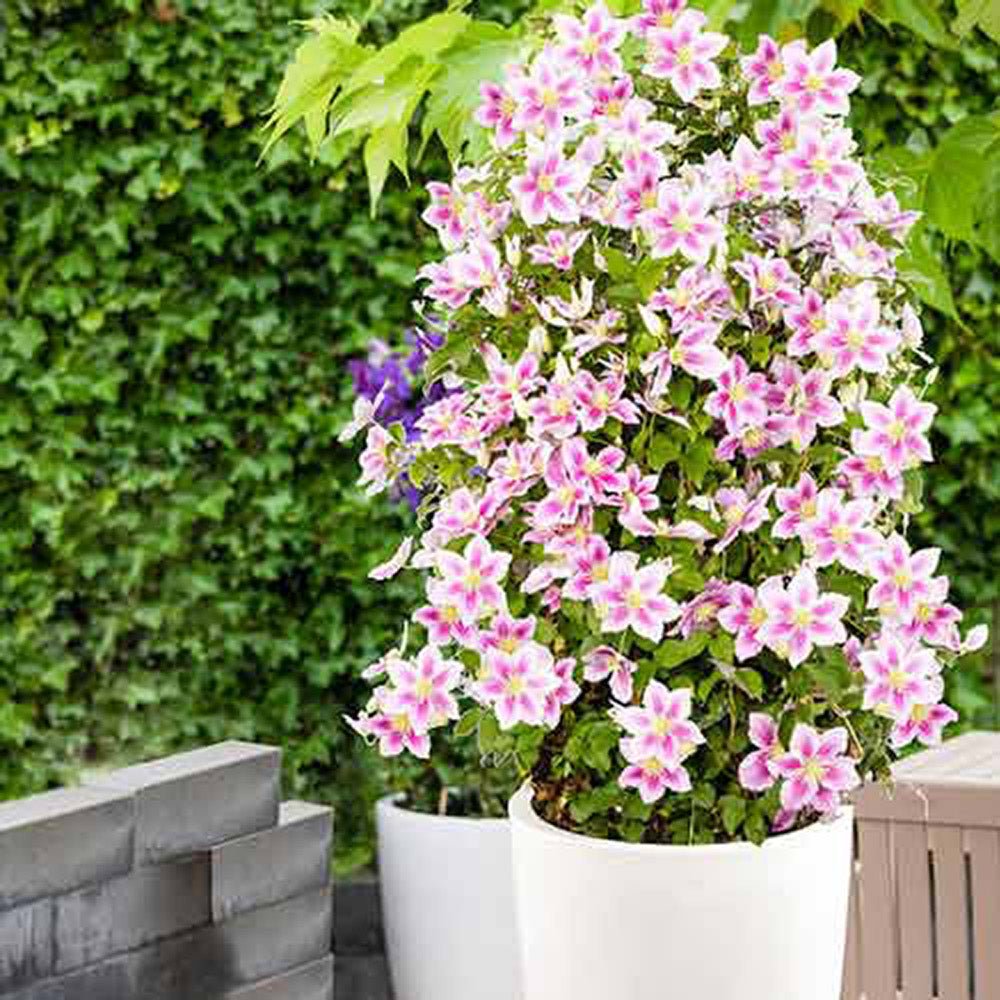 Clematis (Clematita) Pink Fantasy, cu flori roz-pastelat, cataratoare