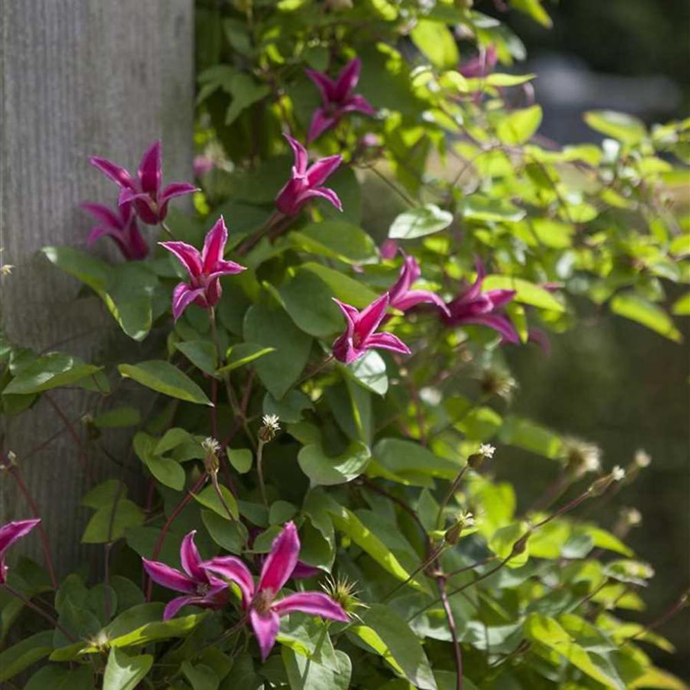 Clematis (Clematita) Princess Diana, cu Flori roz-rosu, Cataratoare