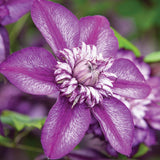 Clematis purpuriu-inchis Cassis, Cataratoare