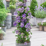 Clematis (Clematita) Taiga, cu Flori mov-galben, cataratoare