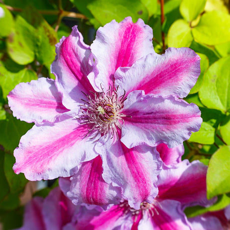 Clematis Tudor, cu Flori Roz-Alb, Cataratoare