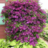 Clematis (Clematita) Warzawska Nike, cu flori violet-inchis cataratoare