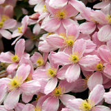 Clematis (Clematita) Armandii Apple Blossom planta cataratoare cu flori mari roz parfumate, semi vesnic verde. inflorire abundenta primavara/vara