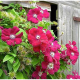 Clematis Ernest Markham, planta cataratoare cu flori rosu purpuriu, inflorire abundenta vara, crestere rapida