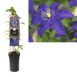 Clematis (Clematita) Rhapsody, planta cataratoare cu flori spectaculoase albastre-violet, inflorire abundenta primavara
