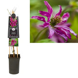 Clematis Rosalyn (Clematita), planta cataratoare cu flori duble spectaculoase roz intens, inflorire abundenta si lunga vara