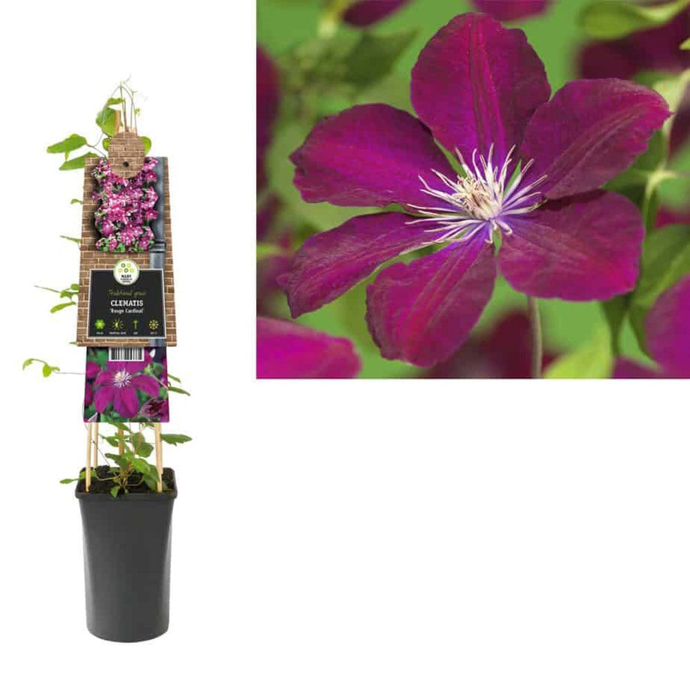 Clematis (Clematita) Rouge Cardinal, planta cataratoare cu flori spectaculoase rosu-visiniu catifelate, inflorire abundenta vara