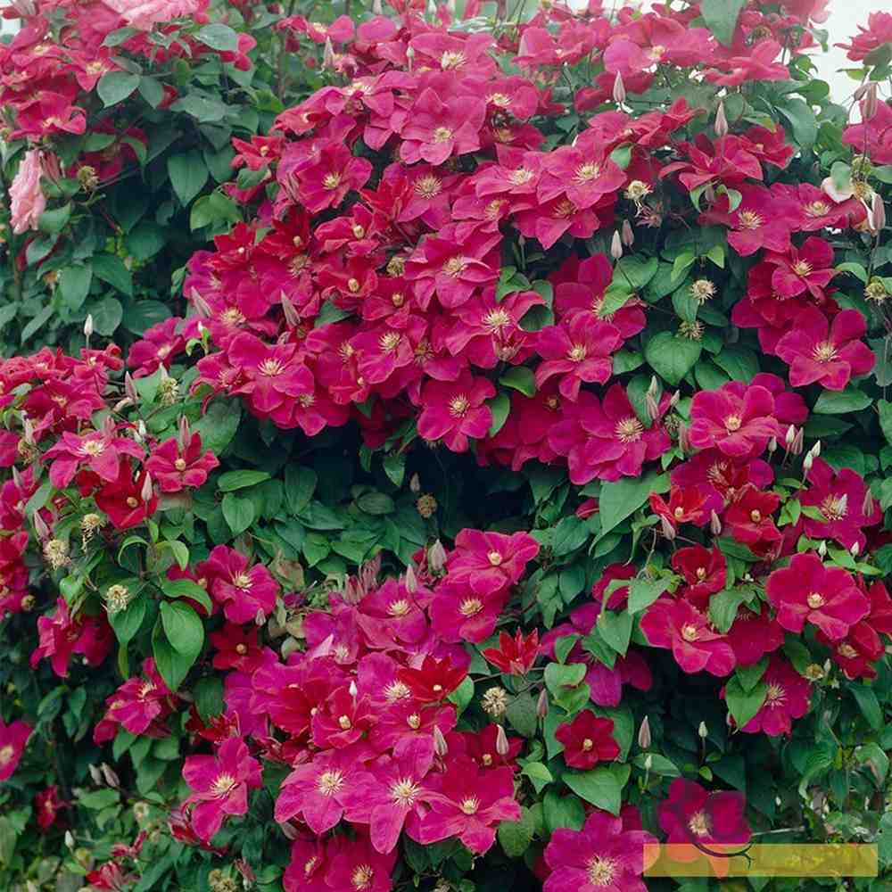 Clematis (Clematita) Rouge Cardinal, planta cataratoare cu flori spectaculoase rosu-visiniu catifelate, inflorire abundenta vara