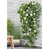 Clematis (Clematita) Snow Queen, planta cataratoare cu flori spectaculoase albe mari, inflorire abundenta primavara-vara