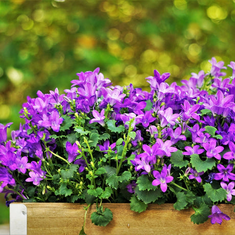 Harangvirág (Campanula portenschlagiana) – dalmát évelő talajtakaró