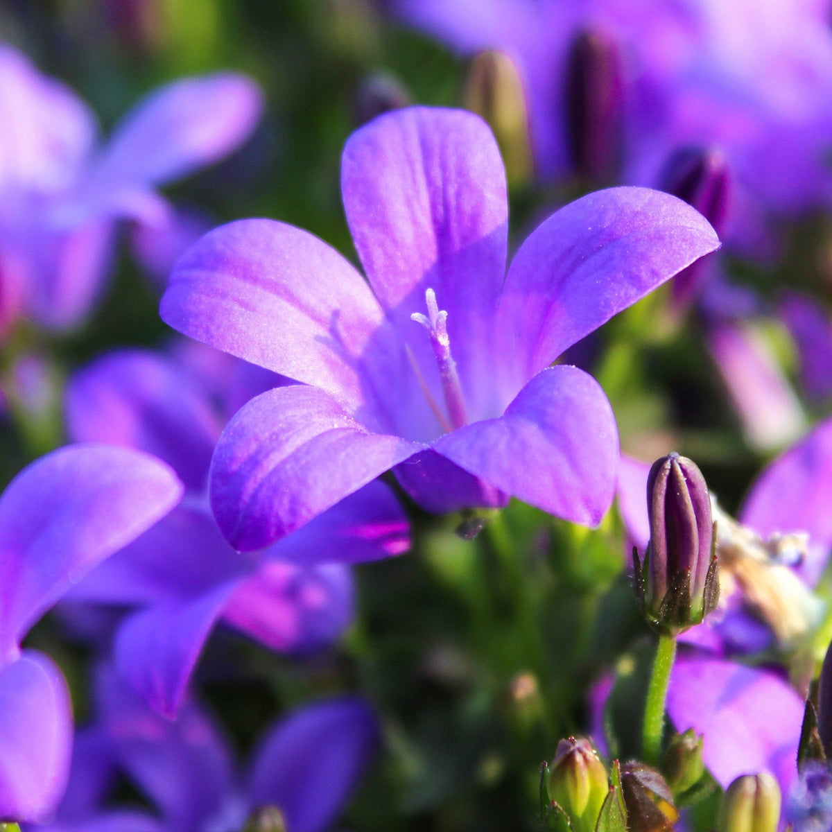 Clopotel (Campanula) Portenschlagiana