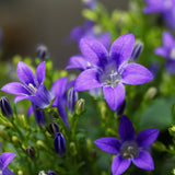 Harangvirág (Campanula portenschlagiana) – dalmát évelő talajtakaró