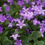 Harangvirág (Campanula portenschlagiana) – dalmát évelő talajtakaró