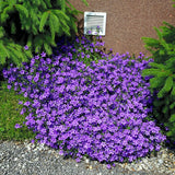 Clopotel purpuriu (Campanula) Intense Purple, cu frunze albastre-mov