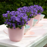Clopotel purpuriu (Campanula) Intense Purple, cu frunze albastre-mov
