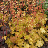 Clopotel purpuriu galben-portocaliu (Heuchera) Ginger Ale, acoperitor de sol