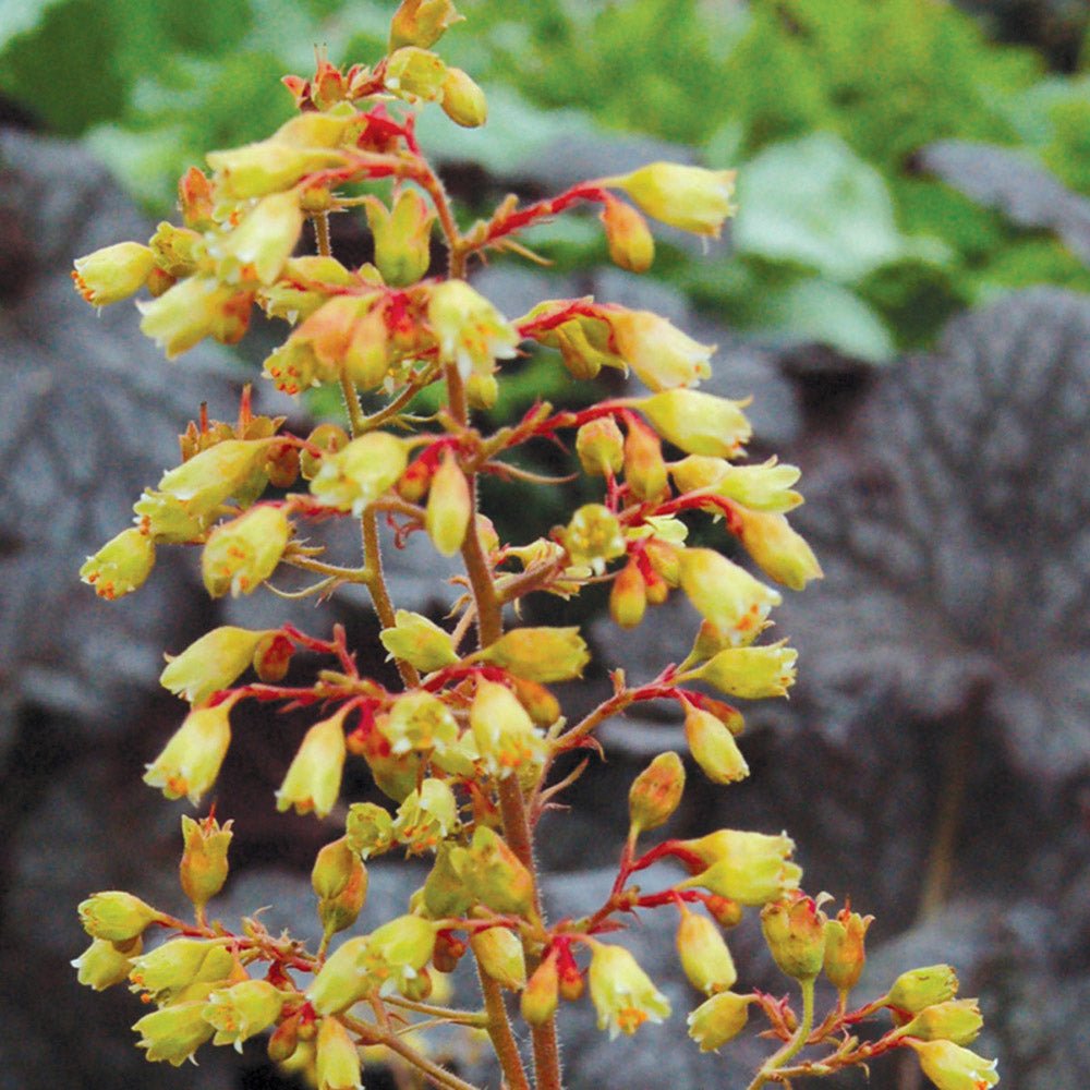Clopotel purpuriu galben-portocaliu (Heuchera) Ginger Ale, acoperitor de sol
